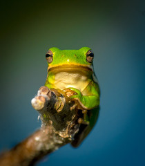 Texas Green Tree Frog