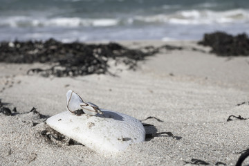 Group of shells in low tide clinking on old rugged , threadbare, plastic buoy, Brittany, France