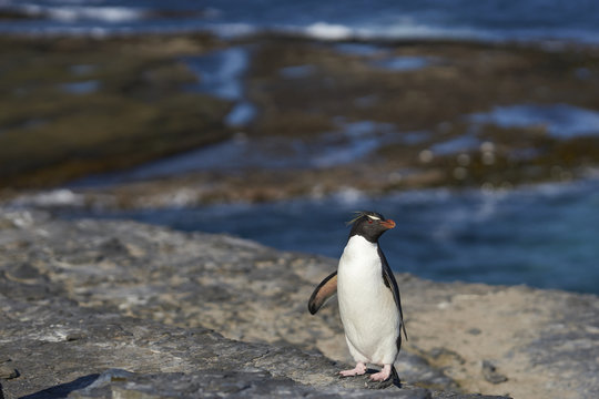 Rockhopper Penguin (Eudyptes chrysocome) returns to its colony on the cliffs of Bleaker Island in the Falkland Islands 
