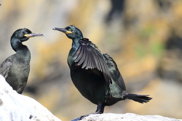 European shag or common shag (Phalacrocorax aristotelis) island runde norway