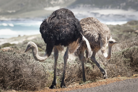Ostriches in Cape of Good Hope