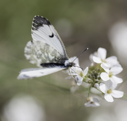 Small white butterfly feeding summertime , Hungary
