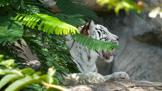 4k of Scary looking male white bengal tiger staring towards of you from inside the jungle