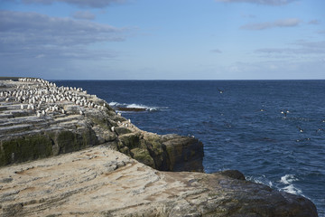 Fototapeta na wymiar Large group of Imperial Shag (Phalacrocorax atriceps albiventer) on the coast of Bleaker Island on the Falkland Islands