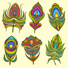 Peacock bird feathers vector collection