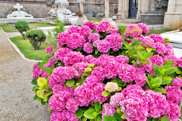 Bush of a pink hydrangea at the cemetery