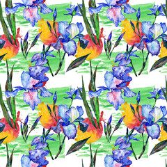 Wildflower iris  flower pattern in a watercolor style. Full name of the plant: iris. Aquarelle wild flower for background, texture, wrapper pattern, frame or border.