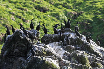 European shag or common shag (Phalacrocorax aristotelis) island runde norway