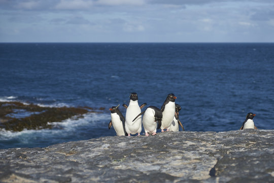 Rockhopper Penguins (Eudyptes chrysocome) return to their colony on the cliffs of Bleaker Island in the Falkland Islands