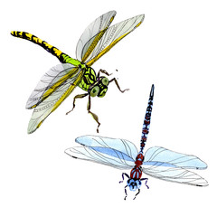 Exotic dragonfly wild insect in a watercolor style isolated. Full name of the insect: dragonfly. Aquarelle wild insect for background, texture, wrapper pattern or tattoo.