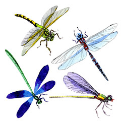 Exotic dragonfly wild insect in a watercolor style isolated. Full name of the insect: dragonfly. Aquarelle wild insect for background, texture, wrapper pattern or tattoo.