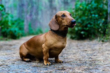 Dog dachshund outdoors. A beautiful red dachshund sits sticking out his tongue in the alley in the park amidst green trees.