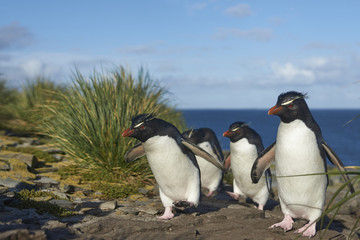 Rockhopper Penguins (Eudyptes chrysocome) return to their colony on the cliffs of Bleaker Island in the Falkland Islands