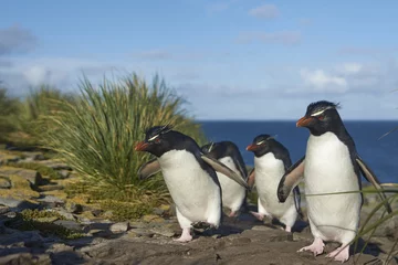 Poster Rockhopper Penguins (Eudyptes chrysocome) return to their colony on the cliffs of Bleaker Island in the Falkland Islands © JeremyRichards