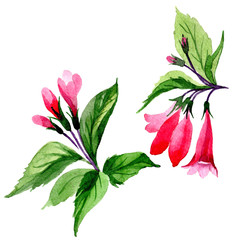 Wildflower weigela flower in a watercolor style isolated. Full name of the plant: weigela. Aquarelle wild flower for background, texture, wrapper pattern, frame or border.