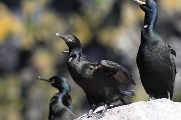 European shag or common shag (Phalacrocorax aristotelis) island runde norway
