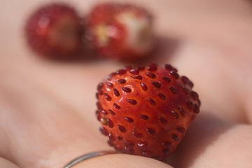 red beautiful strawberry strawberry close-up