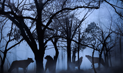 pack of wolves in the woods immersed in the morning fog