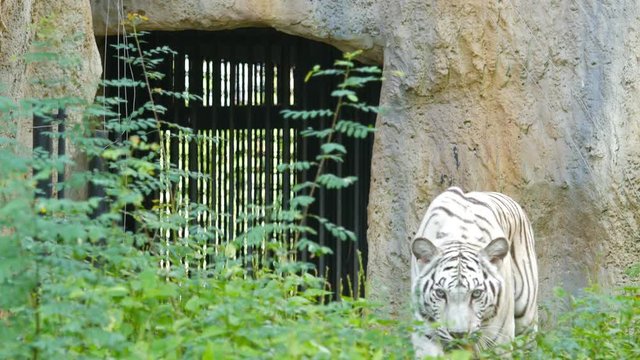 4k of a white bengal tiger prowling along inside the jungle