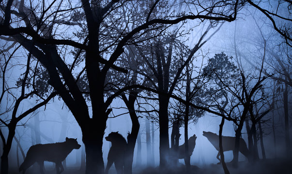 Fototapeta pack of wolves in the woods immersed in the morning fog