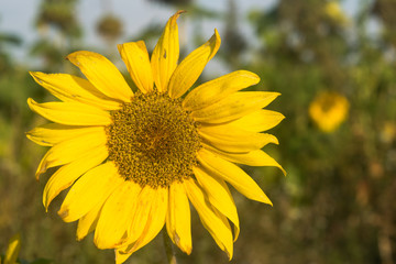 young open sunflower