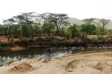 Serengeti Flusspferd
