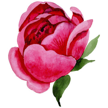 pink watercolor peony flower blossom clip art preview