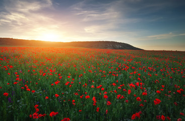 Naklejka na ściany i meble Field with red poppies, colorful flowers against the sunset sky