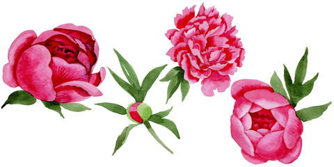 Wildflower red peonies flower in a watercolor style isolated. Full name of the plant: red peony. Aquarelle wild flower for background, texture, wrapper pattern, frame or border.