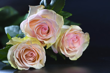 Three pink roses closeup on black background