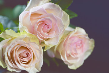 Three pink roses closeup in soft style on black background