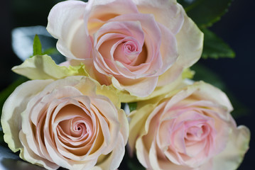 Three pink roses closeup on black background