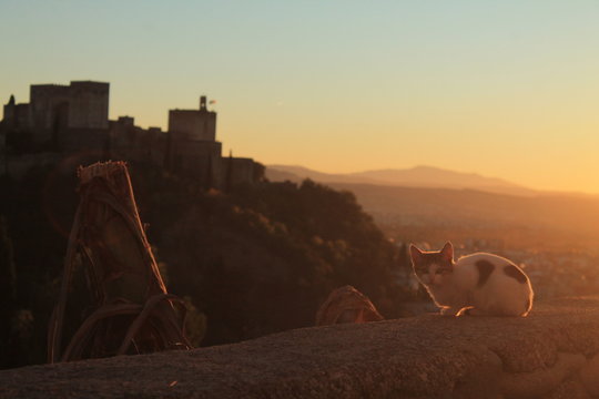 Gato al atardecer