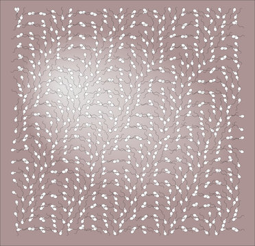 Spermatozo&iuml;des
