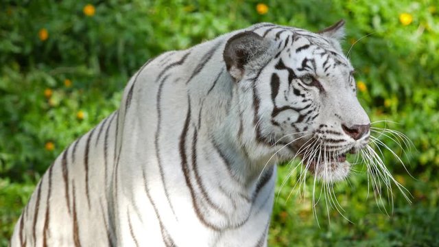 4k of Scary looking male white bengal tiger staring towards of you from inside the jungle