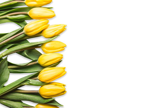 Yellow tulip flowers with white empty copy space isolated on white.