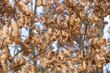  Hojas secas de Robles en Invierno