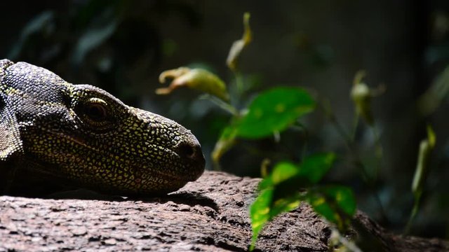 Head of Varanus salvadorii, crocodile monitor lizard of New Guinea - Varanus salvadorii
