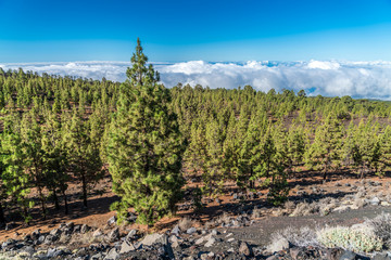 Kiefernwald im Teide Nationalpark auf Teneriffa mit Wolkenmeer am Horizont