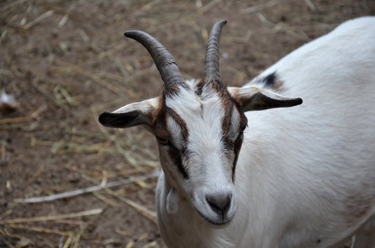 Ziege, Geiß