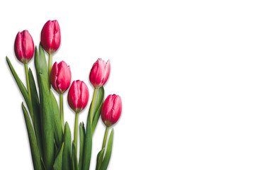 Valentine gift background. Pink tulips flowers isolated on white. 