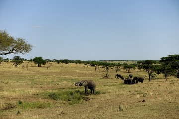 Elefanten Herde Serengeti