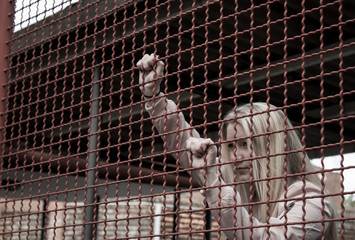 Hinter Gittern II