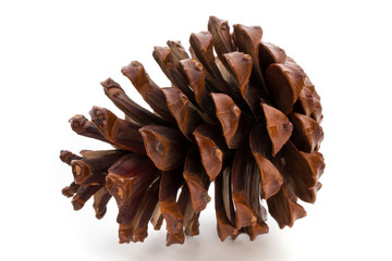 Christmas pine cone on white background.