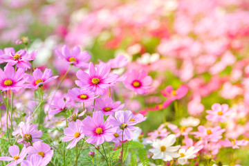 Pink cosmos flower in cosmos field.