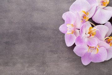 Obraz na płótnie Canvas Pink orchid flower on a gray textured background, space for a text.