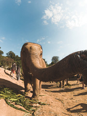 Fototapeta premium Elephant