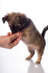 Cute little chihuahua puppy isolated in white background being fed by human hand