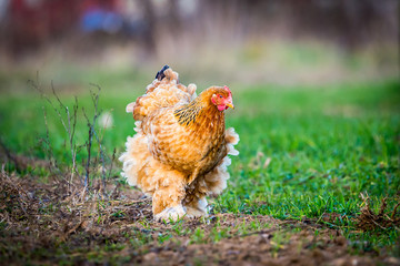 Brahma chicken searching for food