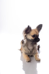 Cute little chihuahua long haired with butterfly ears isolated in white background